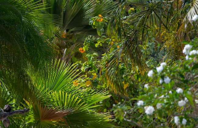 Hamlet Oasis Resort - Photo 27