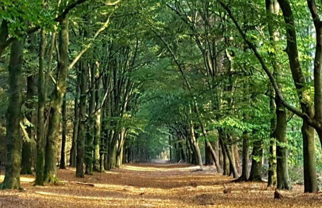 Home in the Dancing Forest - Foto 37