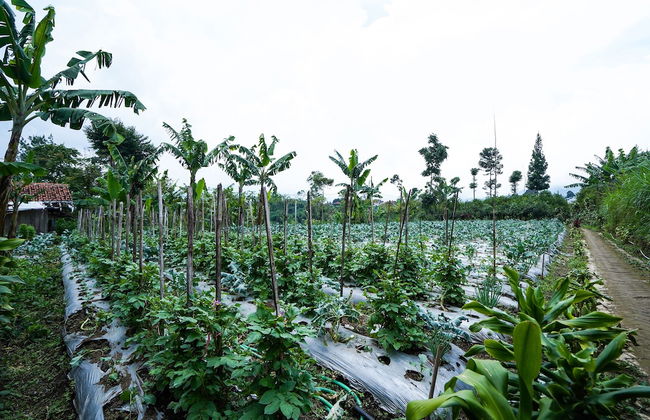 OYO Homes 91006 Eco Tourism Desa Cibodas Areng 5 Syariah - Foto 32