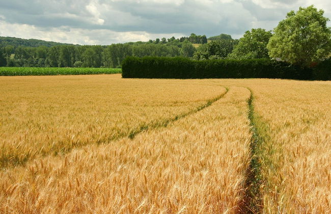 Lovely Farmhouse in Wijlre With Forest Nearby - Foto 63