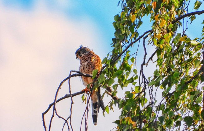 Doppelhaushaelfte in Hasselfelde - Photo 19