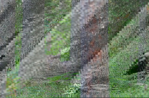 Photo 7 - Bear Watching and Photography Hide