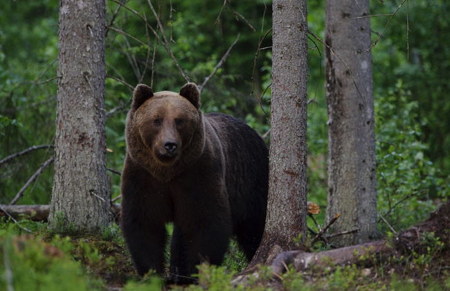 Bear Watching and Photography Hide - Foto 11