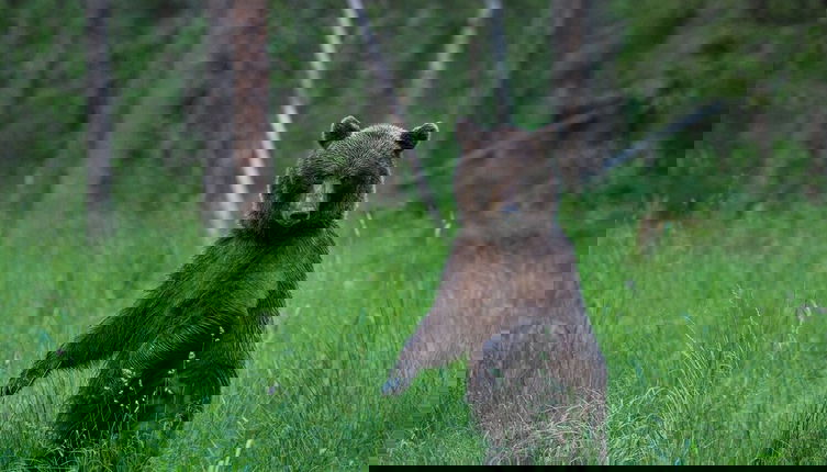 Photo 1 - Bear Watching and Photography Hide