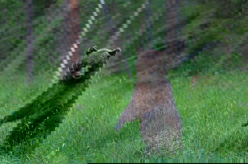 Photo 1 - Bear Watching and Photography Hide