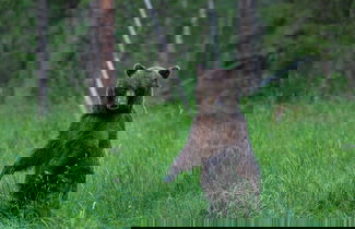 Photo 1 - Bear Watching and Photography Hide