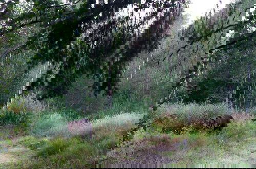 Photo 5 - Bear Watching and Photography Hide