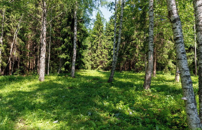 Bear Watching and Photography Hide - Foto 9