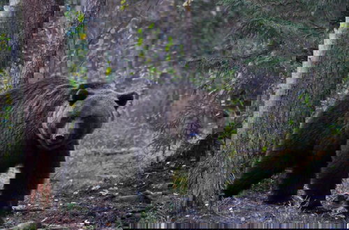 Photo 10 - Bear Watching and Photography Hide