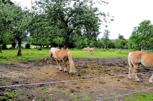 Photo 28 - Very Authentic Ardennes House