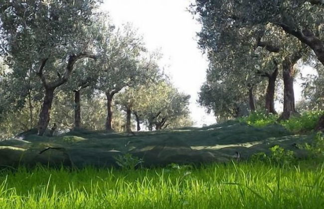 Angelucci Agriturismo con Camere e Agri Camping - Foto 47