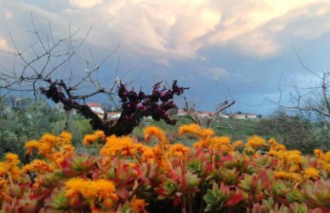 Angelucci Agriturismo con Camere e Agri Camping - Foto 71