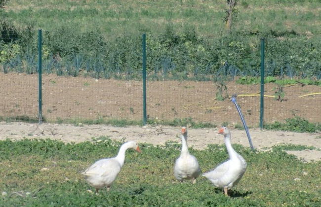 Angelucci Agriturismo con Camere e Agri Camping - Foto 53