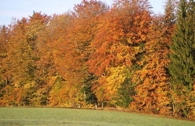 Spacious Holiday Home in Neureichenau-schimmelbach - Photo 23