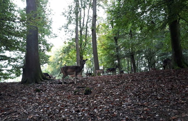Familiehuis Dolve - Foto 44
