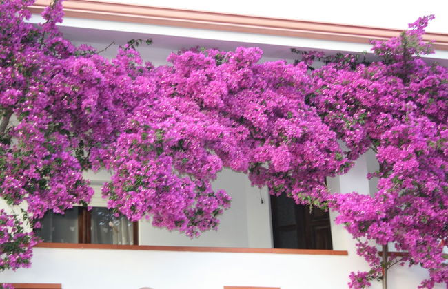 Rose Garden, Super Cheap Holiday Home in the Southernmost tip of Sardinia - Foto 11