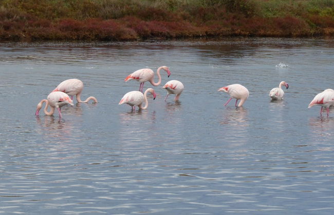 Rose Garden, Super Cheap Holiday Home in the Southernmost tip of Sardinia - Foto 24