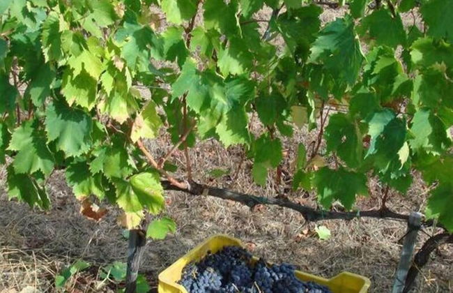 Country House Poggio Aione - Foto 71