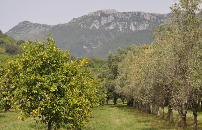 I Cedri - Photo 48