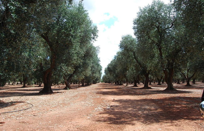 Terra di Leuca - Foto 35