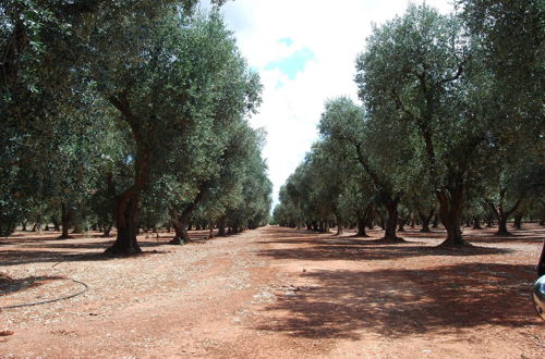 Foto 35 - Terra di Leuca