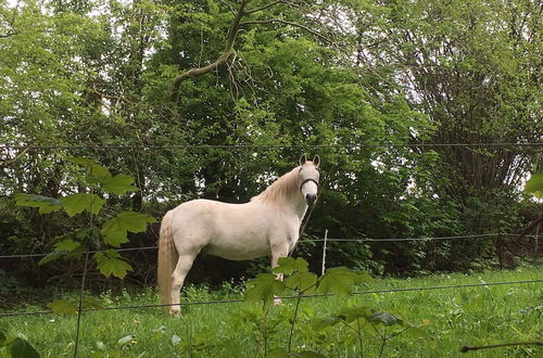 Photo 41 - Country House Au Ballet des Hirondelles