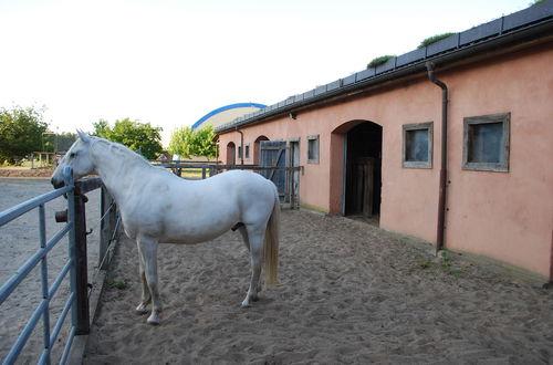 Photo 26 - Ferienwohnung auf Pferdehof bei Neustadt