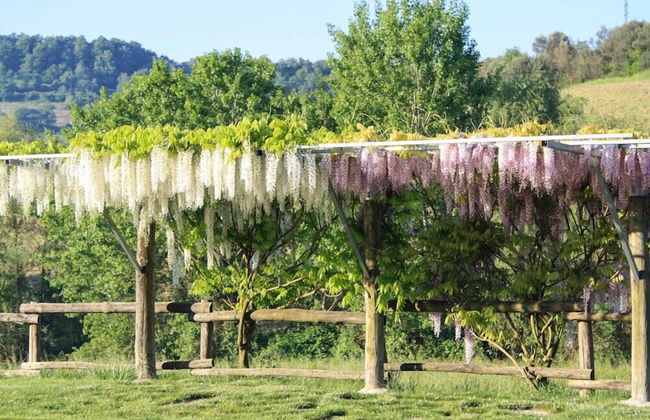 Verdidea - Podere della Bruciata - Foto 73