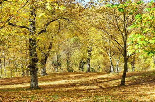 Foto 49 - Agriturismo Bio I Rondinelli