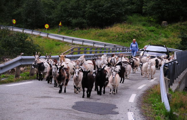 Visit Undredal - Foto 73
