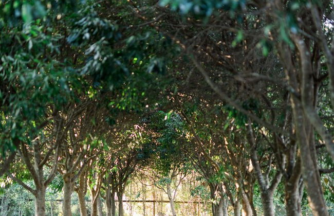 Shambala Estate - Foto 18