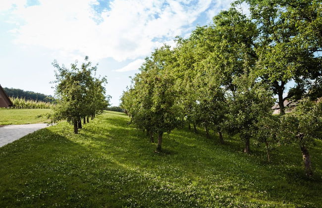Vineyard cottage Radulja - Foto 12