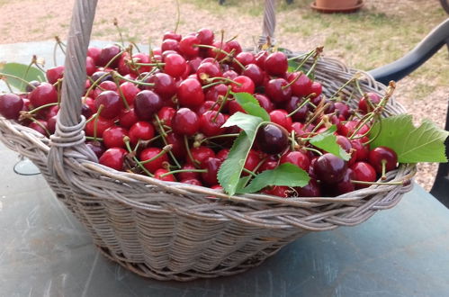 Photo 3 - Podere Ficareto Farm