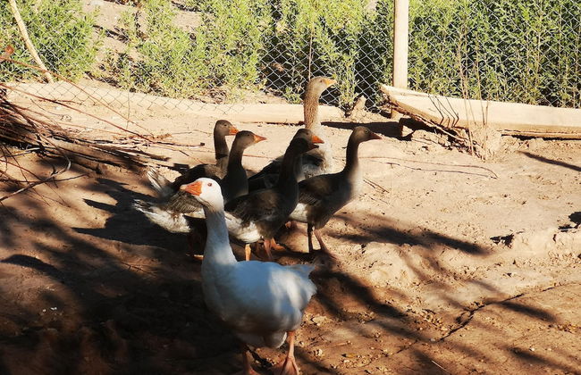 Complejo Río los Patos - Cabañas y Hostel - Foto 51