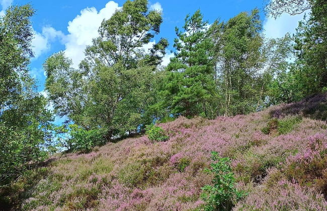 8 Person Holiday Home in Gjern-by Traum - Foto 20