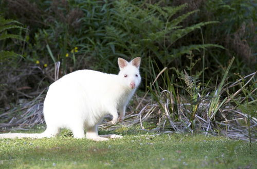 Foto 17 - Bruny Island Lodge