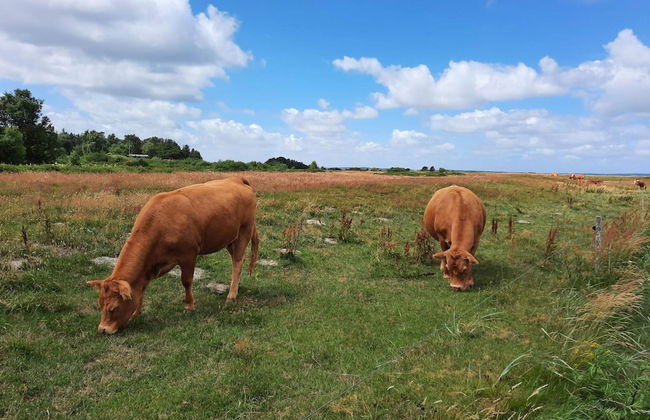 6 Person Holiday Home in Hojslev-by Traum - Photo 5