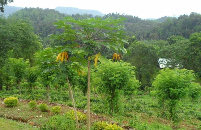 Yoho Rain Forest Eco Lodge - Foto 10