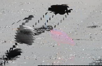 Foto 2 - Birds I View - The Villas C4