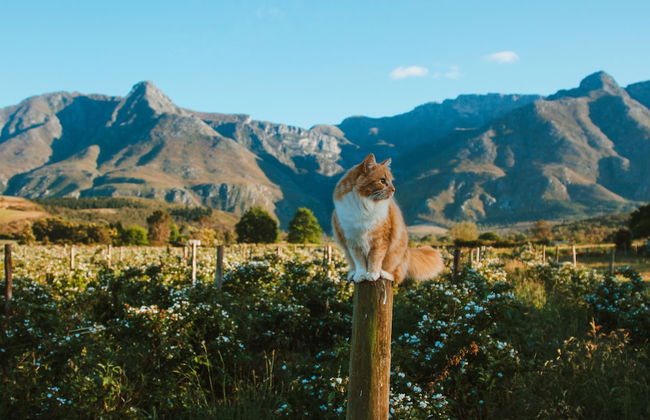 Wildebraam Berry Estate - Photo 1