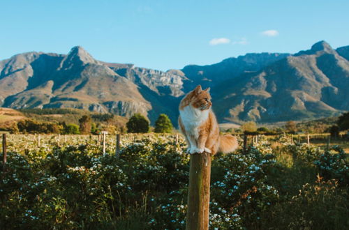 Photo 1 - Wildebraam Berry Estate