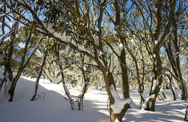 Hotham Sun Apartments - Foto 17