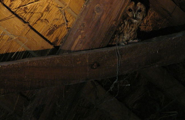 Romantic Thatched Roof House - Foto 11