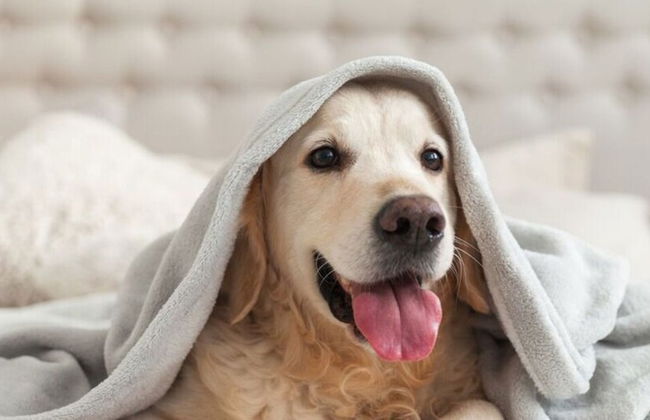 Northern Lights Modern Retreat - Foto 18