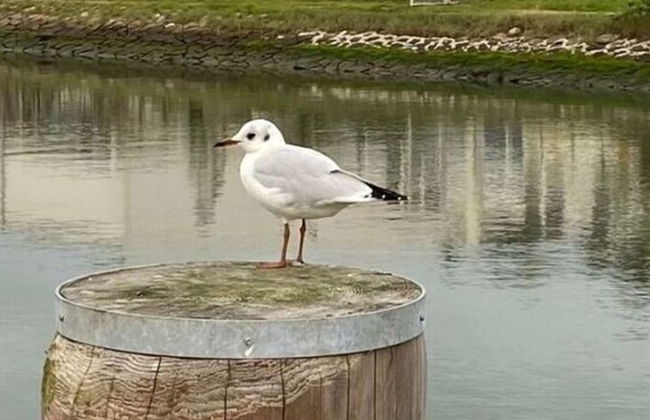 Modern Holiday Home With Sauna - Photo 14