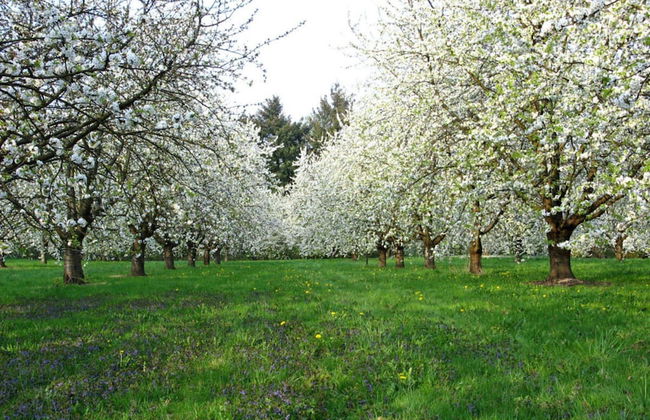 Seegerhaus Comfortable Holiday Residence - Foto 40