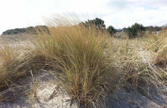 Beach Dune 12 on the Beach - Foto 13