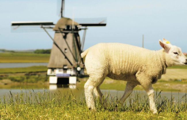 Traditional Villa With two Bathrooms on Texel Near the Sea - Foto 12