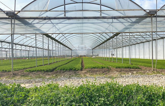 Tenuta Fasanarella - Foto 69