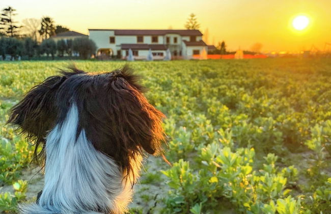 Tenuta Fasanarella - Foto 70